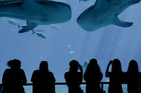 Georgia Aquarium chooses for Inside Explorer Touch Table